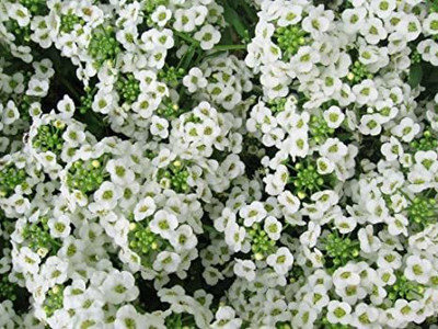 Greenwill Allysum Moon White Flower plant Seed(50 per packet)