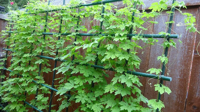 KANAYA Long Bitter Gourd / Karela/ Pavakai Seed(28 per packet)