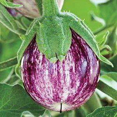 MKR Enterprises Bengan Seed(100 per packet)