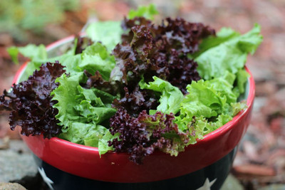 SimXotic Combo of Red & Green Lettuce Premium Seeds for Home Garden (Red Lettuce 50 Seeds & Green Lettuce 50 Seeds) Seed(19 per packet)