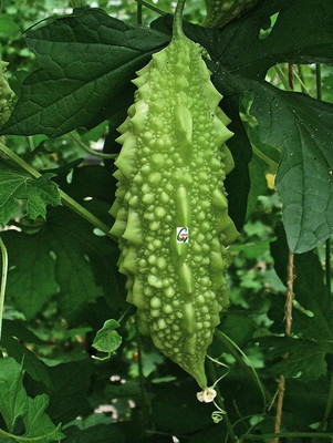 XOLDAA F1 BEST QUALITY BITTER GOURD SEEDS Seed(18 per packet)