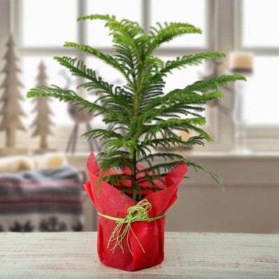 PB HONEY PRIYA PLaNTS Christmas Tree Plant(Hybrid, Pack of 1)