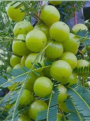KUMUBON TRADES Amla Plant(Hybrid, Pack of 1)