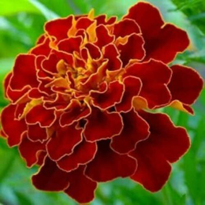 EVY MARIGOLD Seed(100 per packet)