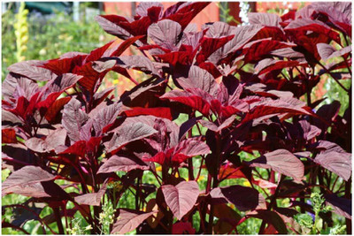 Aywal Red(Amaranthus) Lal Saag Cheera Hybrid Spinach Seed(100 per packet)