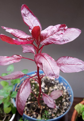 EVY LAAL SAAG Seed(100 per packet)