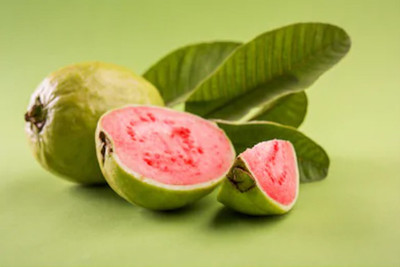 XOLDA Guava Amrood Seed(50 per packet)