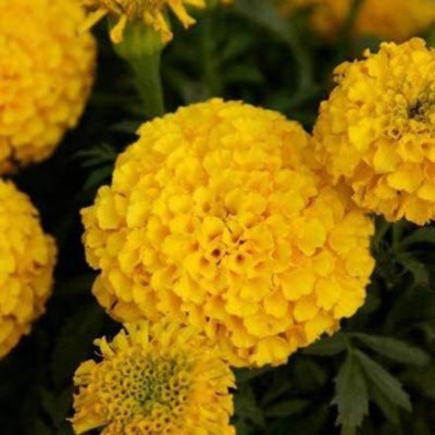 KANAYA Marigold African F2 Dwarf Flower Seed(10 per packet)