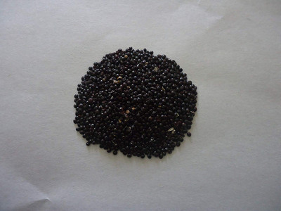EVY LAAL SAAG Seed(100 per packet)