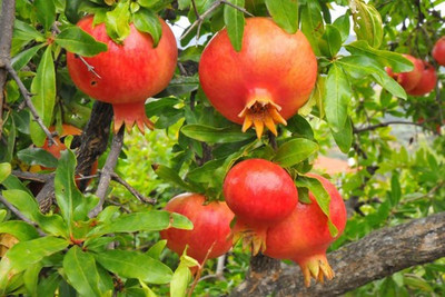XOLDA Pomegranate Anaar Seed(26 per packet)