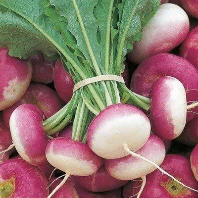 Aywal High Germination Seeds White Purple Top Turnip/Shalgam Seed(1500 per packet)