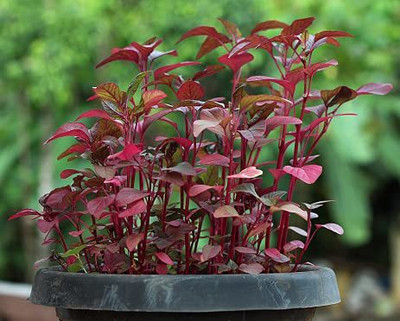 EVY LAAL SAAG Seed(100 per packet)