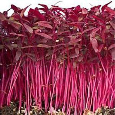 KANAYA Amaranthus Leaf Cholai Red Saag Seed(70 per packet)
