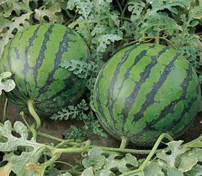sporos Watermelon Seed(25 per packet)