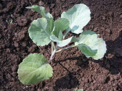 KANAYA Hybrid Phool Gobi Seed(125 per packet)