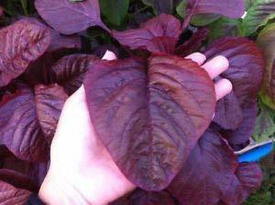 EVY LAAL SAAG Seed(100 per packet)