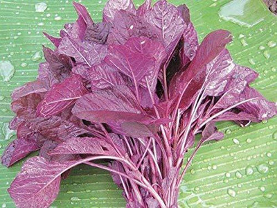 Aywal Amaranthus Leaf Cholai Red Saag Seed(750 per packet)