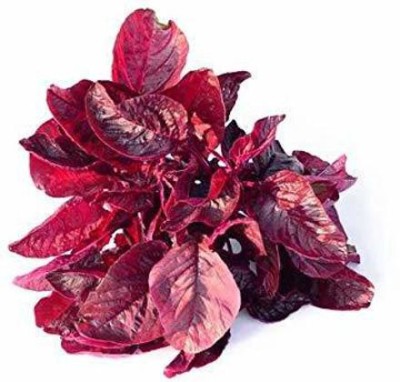 Aywal Red Spinach Seed, Amaranthus Leaf Lal Saag Seed(420 per packet)