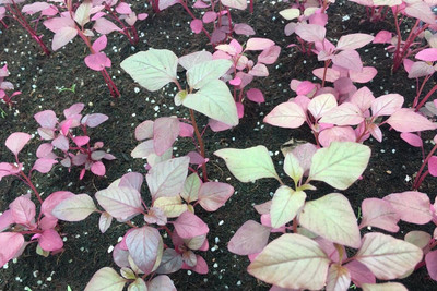 EVY LAAL SAAG Seed(100 per packet)
