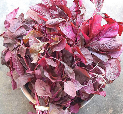 EVY LAAL SAAG Seed(100 per packet)