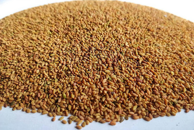 EVY methi Seed(100 per packet)