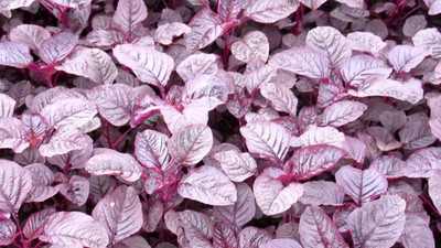 KANAYA Amaranth Seeds (Laal Saag) Cholai Seed(150 per packet)