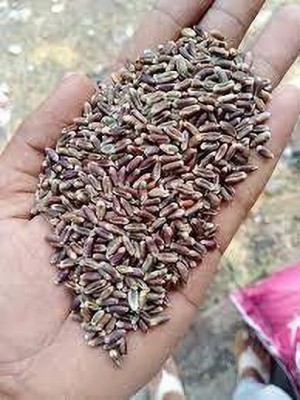 LYRS Organic Kala Gehu Blackwheat Seed - 180 SEED Seed(180 per packet)