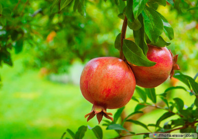 XOLDA Pomegranate Anaar Seed(37 per packet)