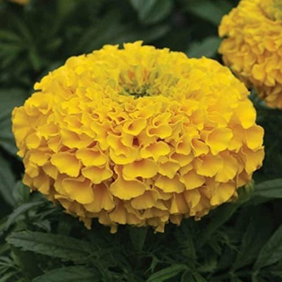 KANAYA Marigold African F2 Dwarf Flower Seed(20 per packet)