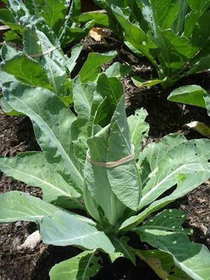 CYBEXIS LX-13 - Cauliflower Phool Gobhi - (1350 Seeds) Seed(1350 per packet)
