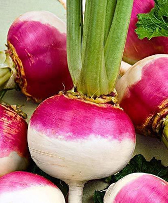 Aywal High Germination Seeds White Purple Top Turnip/Shalgam Seed(125 per packet)