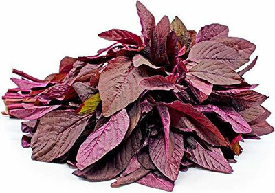 KANAYA Red/Cholai Red Saag Seed(180 per packet)