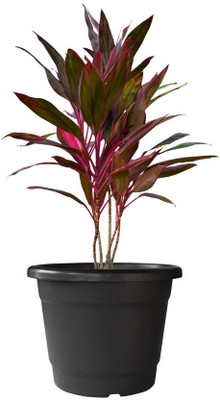 TrustBasket Plant Container Set(Pack of 3, Plastic)