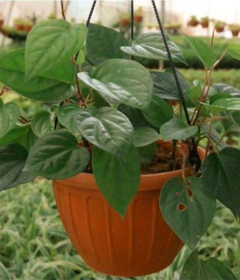 BALUBITA Betel Leaf Plant(Hybrid, Pack of 1)