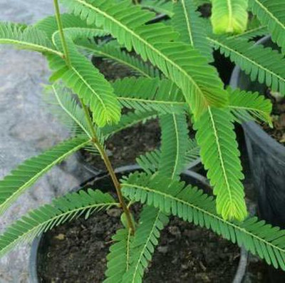 Aquinnah Graden Mango Plant(Hybrid, Pack of 1)