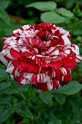 NATURE WISE YOU Rose Plant(Hybrid, Pack of 1)