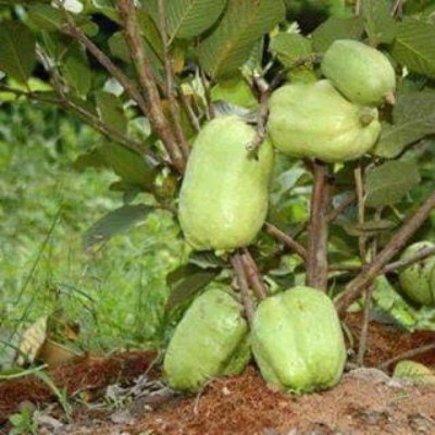 Grinian Guava Plant(Hybrid, Pack of 1)