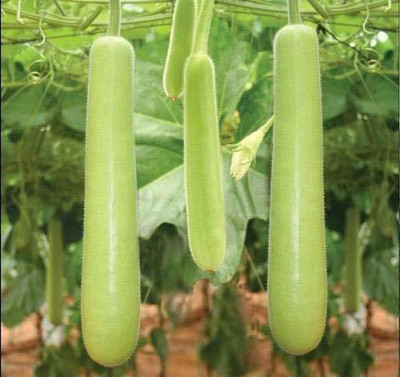 ENINE Long Bottle Gourd Seed(50 per packet)