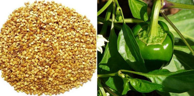 CYBEXIS VVI-4 - Capsicum Green - (450 Seeds) Seed(450 per packet)