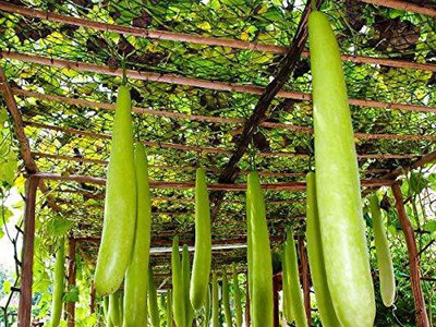 DIVINE SPONGE GOURD Seed(85 per packet)