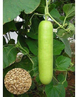 VibeX Green Long Bottle Gourd / Ghiya Seed-(50 Gms, 250 Seeds) Seed(250 per packet)