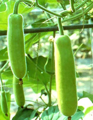 EVY Bottle Gourd Seed Seed(50 per packet)