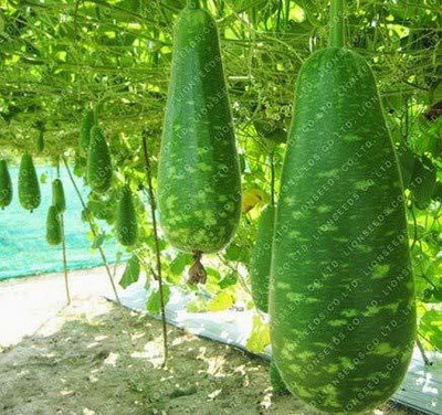 MKR Enteprises Bottle Gourd Seed(100 per packet)