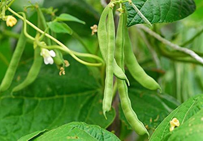 Aywal French Bean Cobra Seed(7 per packet)