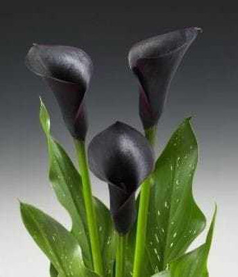 SIDDHI VINAYAK GALLERY Imported Variety Calla lily flower bulb black color Exotic Beautiful flower bulbs all season for home gardening Seed(10 per packet)