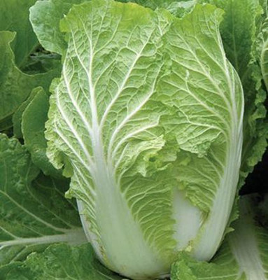 MKR Enterprises Chinese Cabbage Seed(150 per packet)