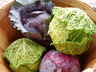 EVY Cabbage Seed Seed(100 per packet)
