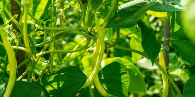EVY French Beans Seeds Seed(100 per packet)