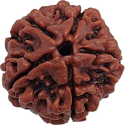 RamG 5 Face/ 5 Mukhi Nepali Rudraksh Extra Large Heavy-1 Very Fine Wood Locket