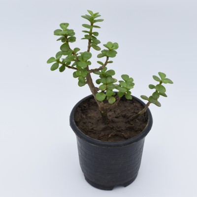 UmeshNursery Jade Plant(Hybrid, Pack of 1)